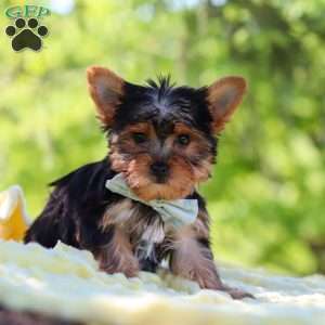 Drake, Yorkie Puppy